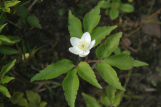 Anemone trifolia  bestellen